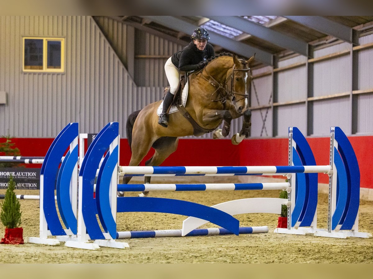 KWPN Castrone 6 Anni 170 cm Baio scuro in Waddinxveen