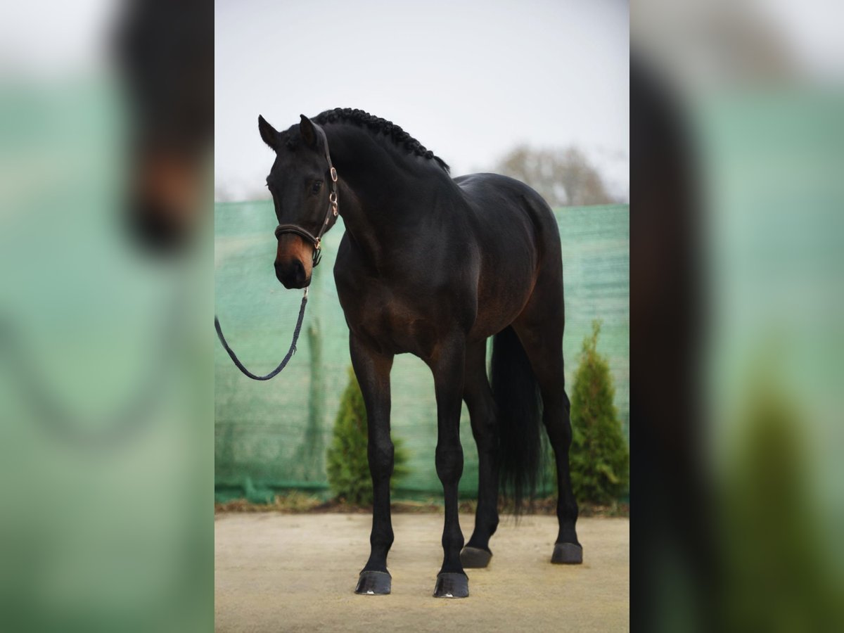 KWPN Castrone 6 Anni 173 cm Baio scuro in Snina