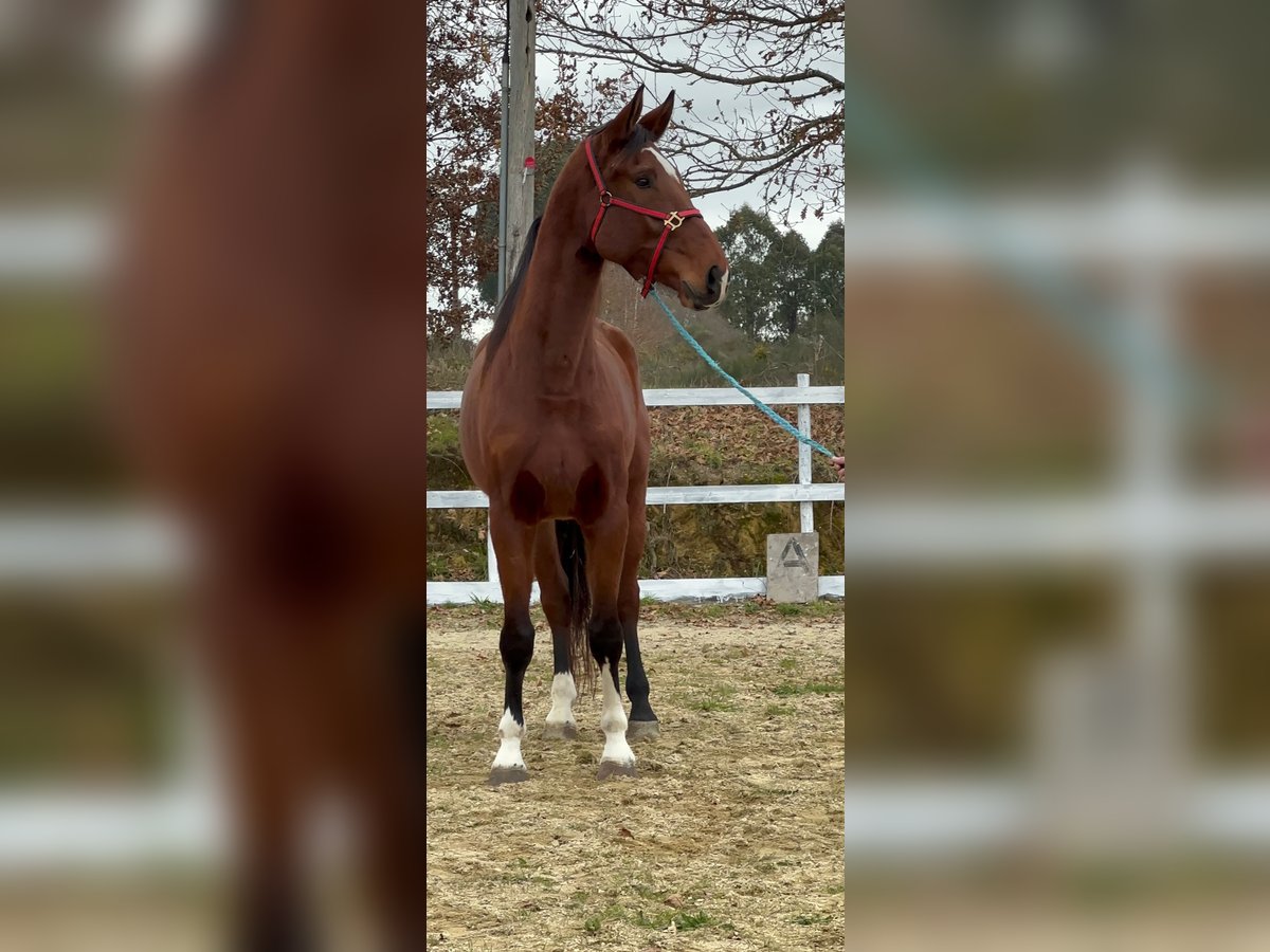 KWPN Castrone 6 Anni 173 cm Baio scuro in Santiago De Compostela