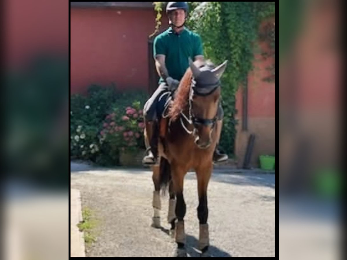KWPN Castrone 6 Anni 180 cm Baio in Serramazzoni