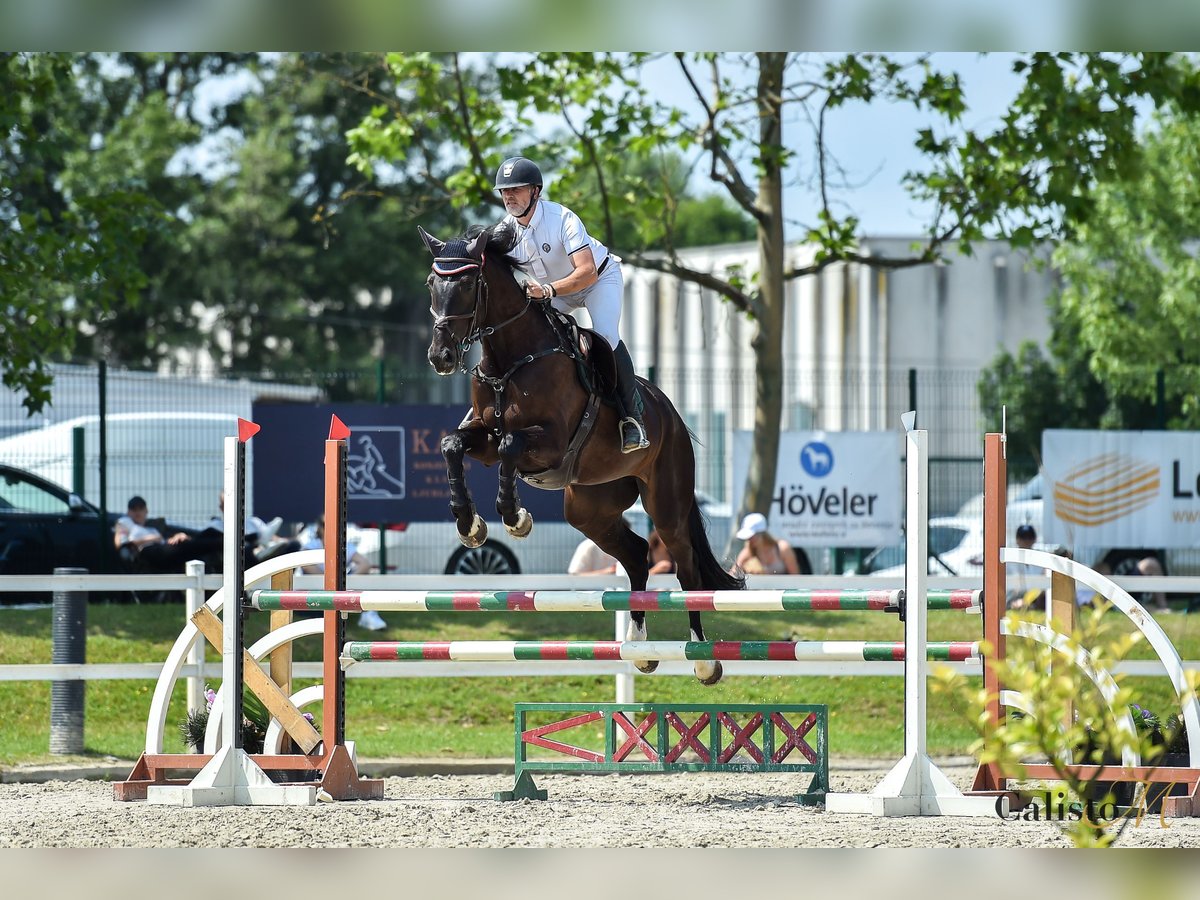 KWPN Castrone 6 Anni 184 cm Baio scuro in Menge&#x161;