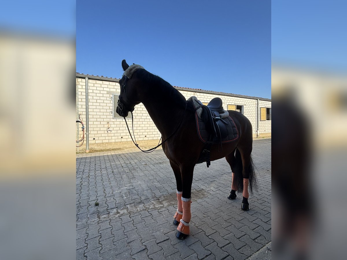 KWPN Mix Castrone 7 Anni 163 cm Baio in M&#xF6;nchengladbach