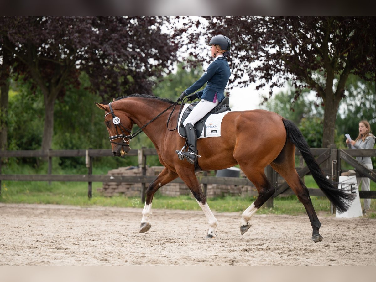 KWPN Castrone 7 Anni 174 cm Baio in Diepenveen