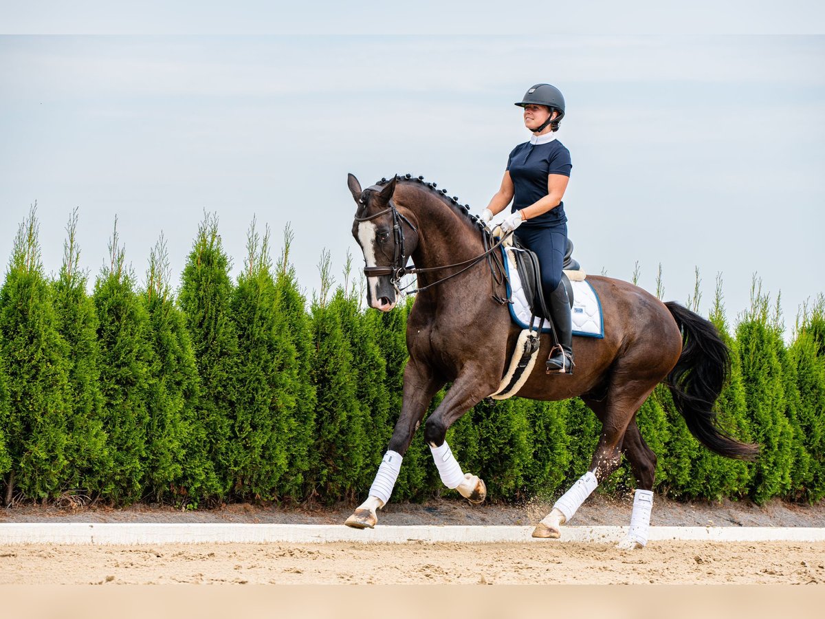 KWPN Castrone 7 Anni 175 cm Baio scuro in Ragow-Merz Merz