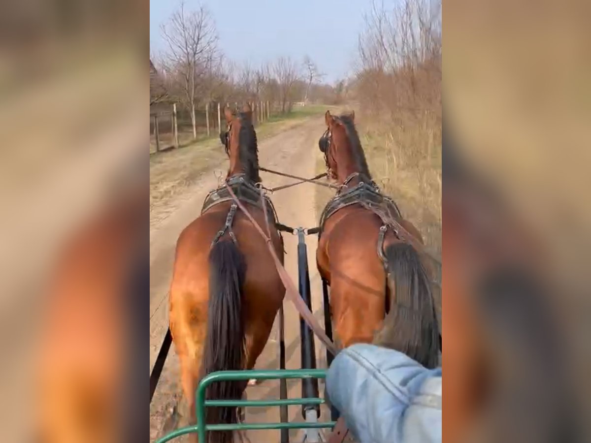 KWPN Mix Castrone 8 Anni 164 cm Baio in Nagyk&#xE1;ta