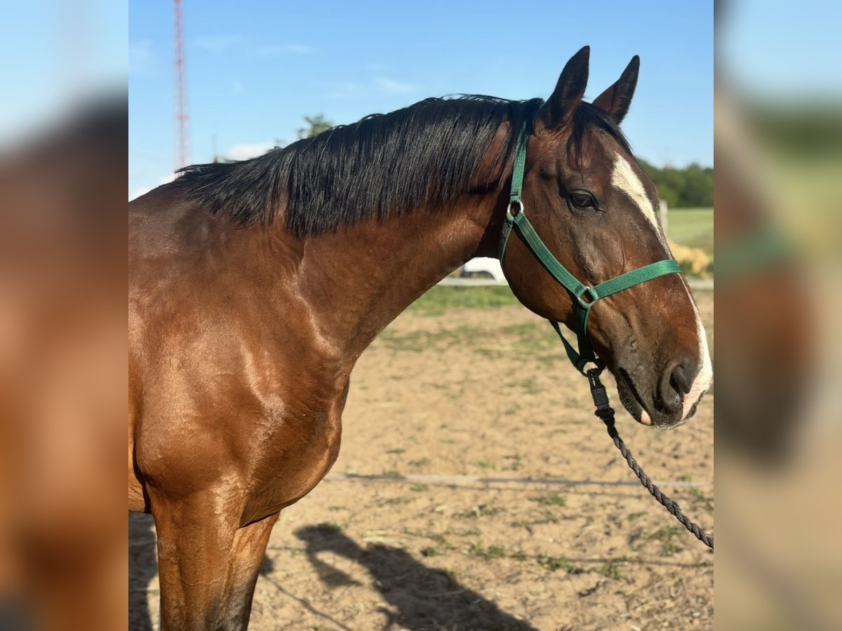 KWPN Mix Castrone 8 Anni 164 cm Baio ciliegia in B&#xE1;rsonyos
