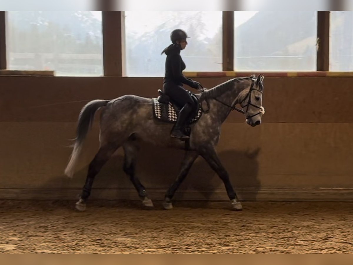 KWPN Castrone 8 Anni 170 cm Grigio in Gaicht