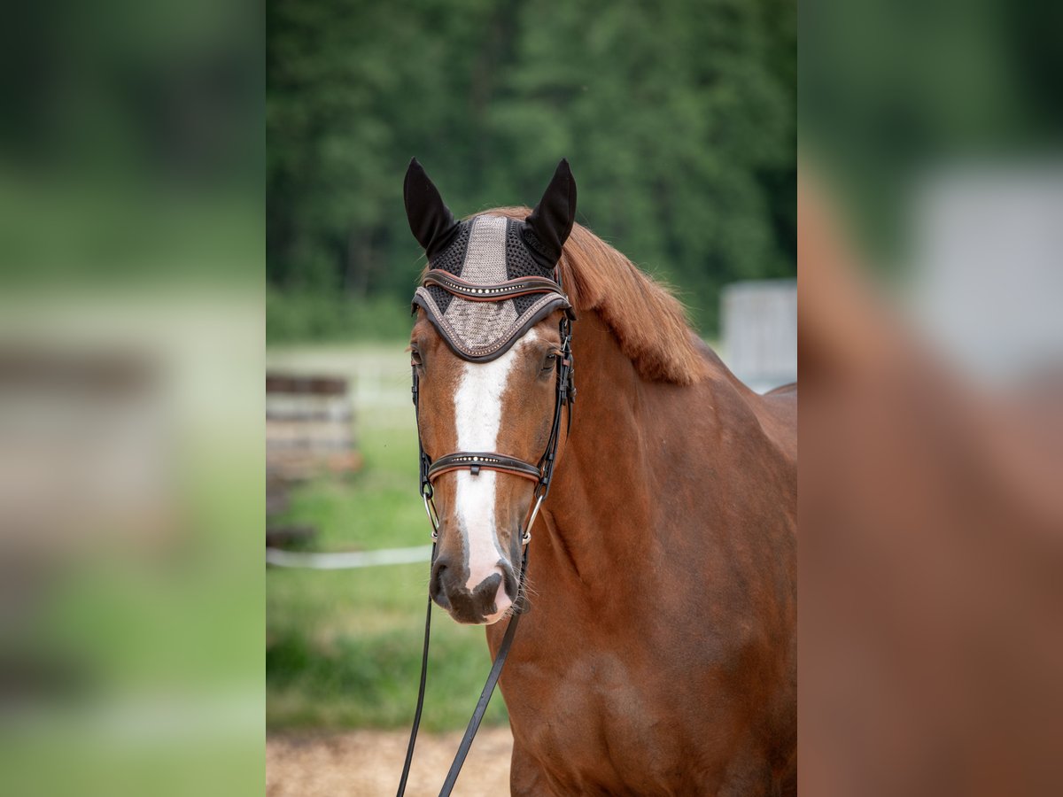 KWPN Castrone 8 Anni 170 cm Sauro scuro in Strullendorf