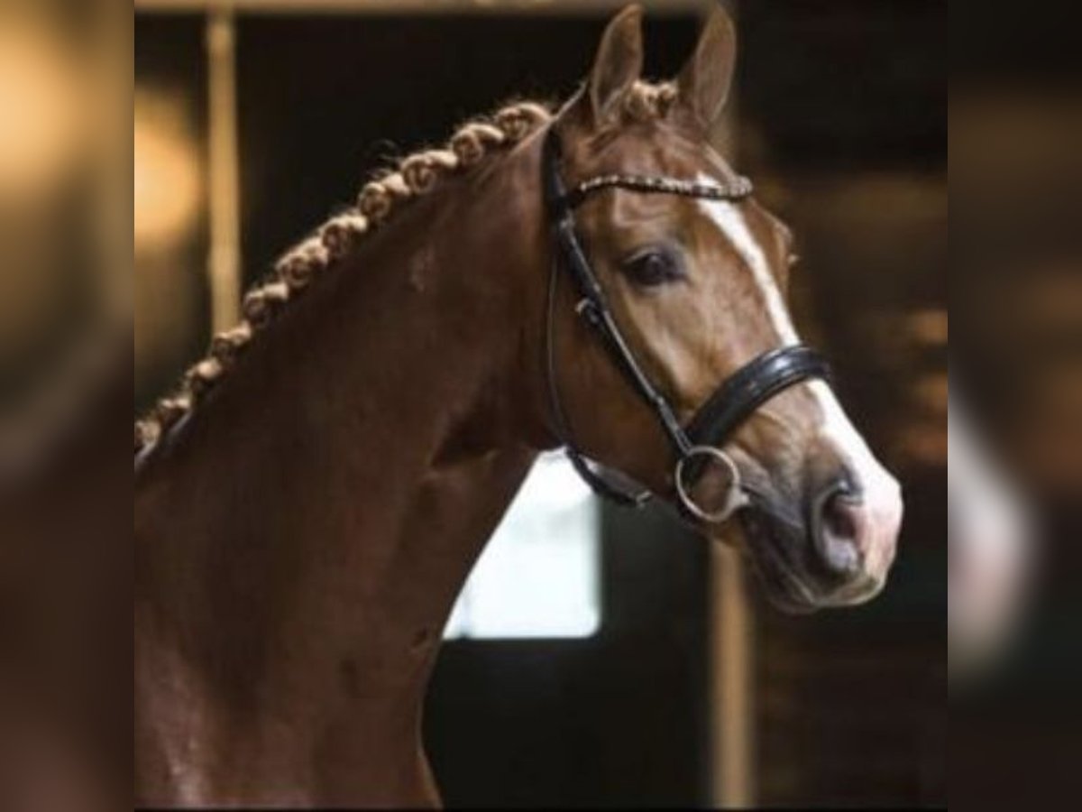 KWPN Castrone 8 Anni 173 cm Sauro in Finsing
