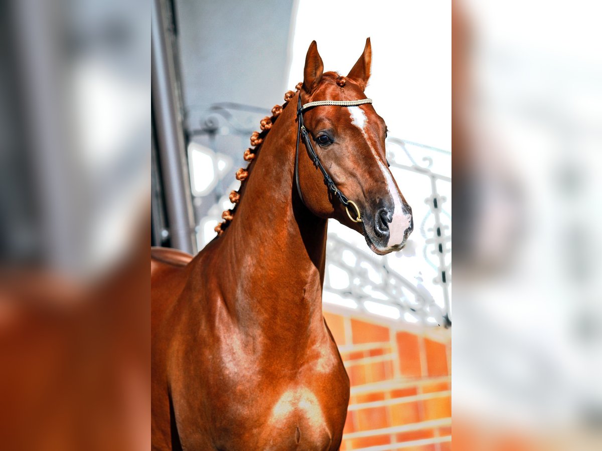 KWPN Castrone 8 Anni 173 cm Sauro scuro in Jaunmarupe