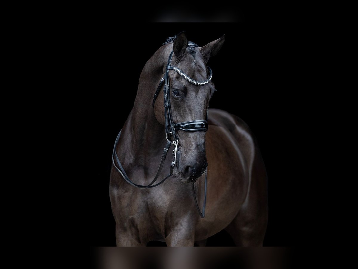KWPN Castrone 8 Anni 174 cm Morello in Kwadijk