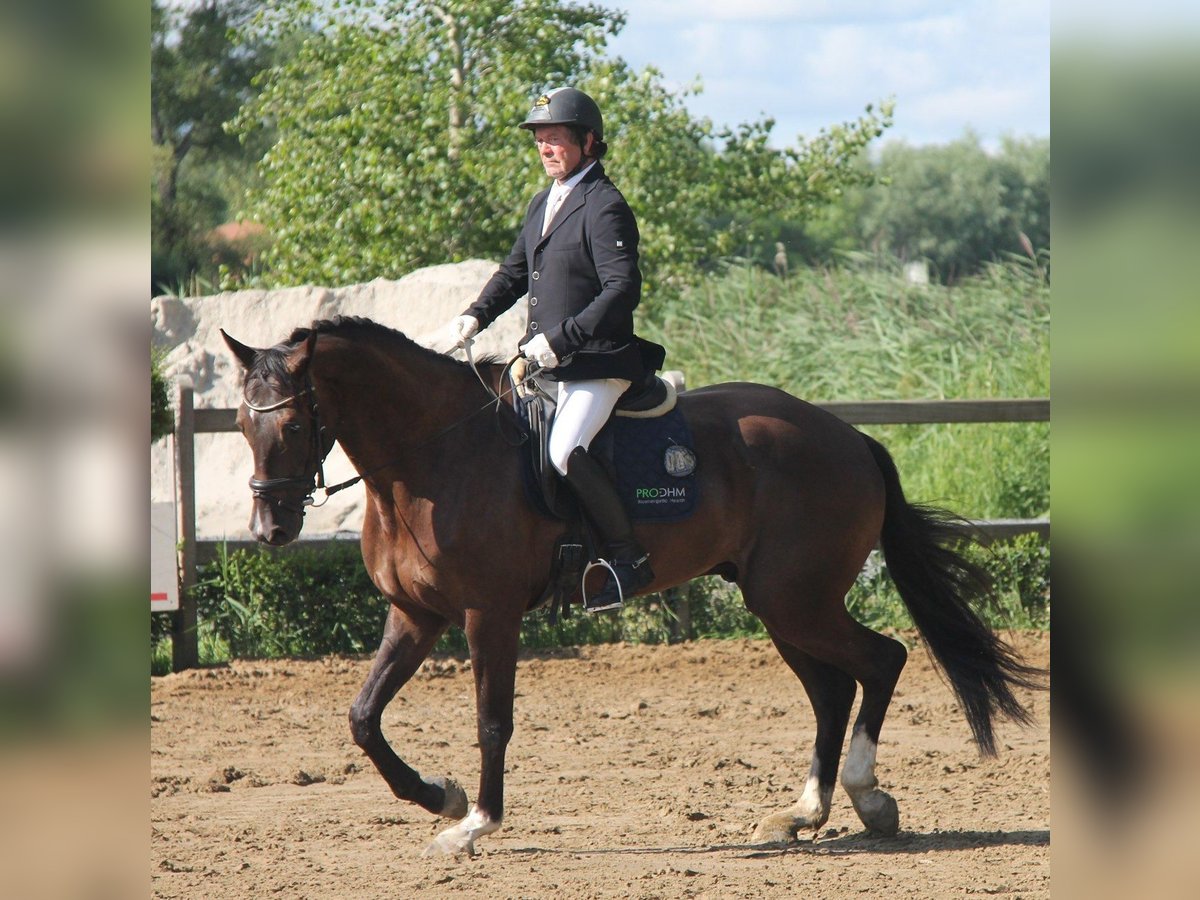 KWPN Castrone 8 Anni 175 cm Baio nero in Lichtervelde