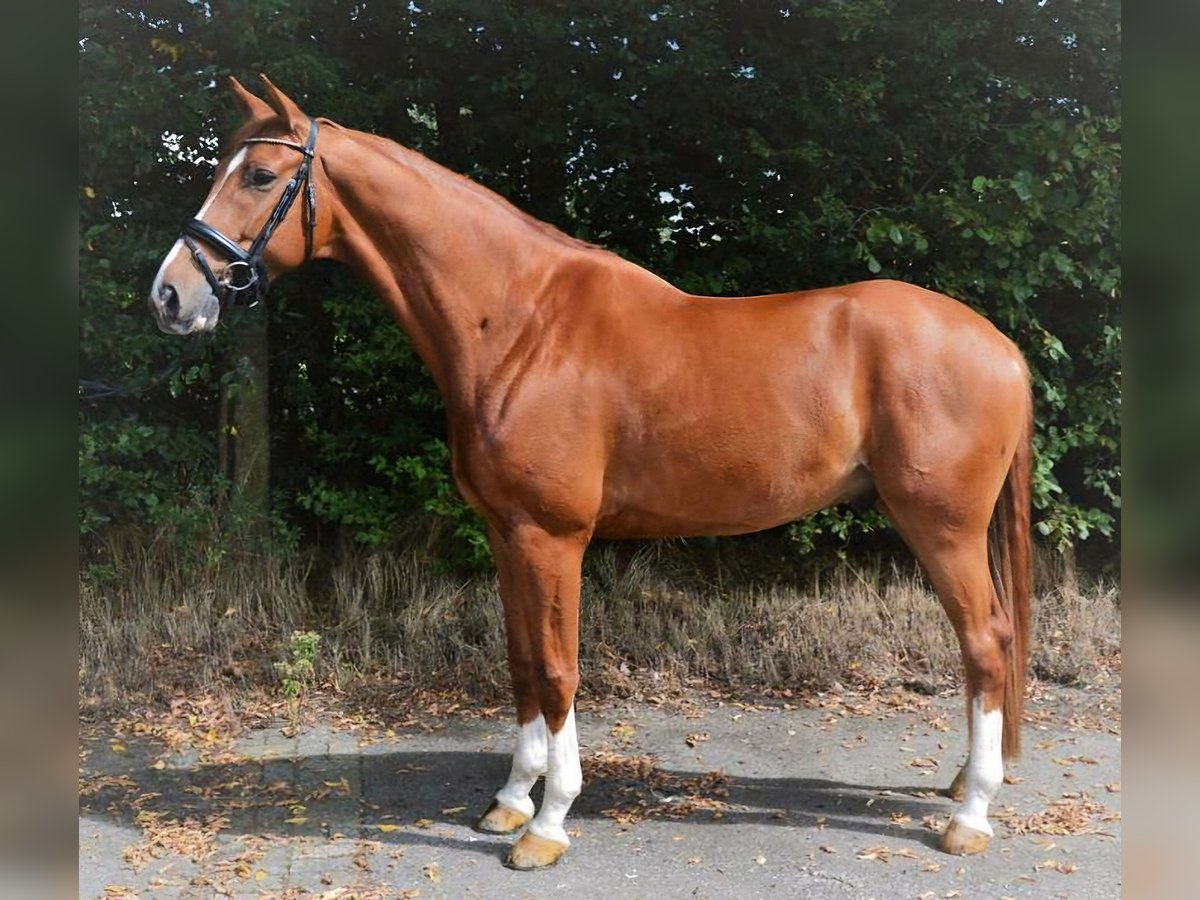 KWPN Castrone 8 Anni 177 cm Sauro in Groot-Ammers