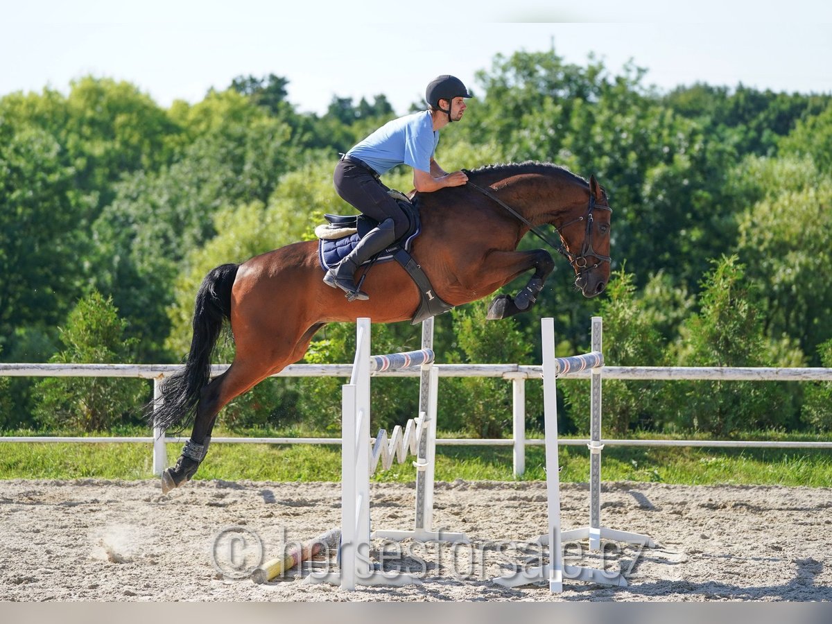 KWPN Castrone 8 Anni 178 cm Baio in Prag Region