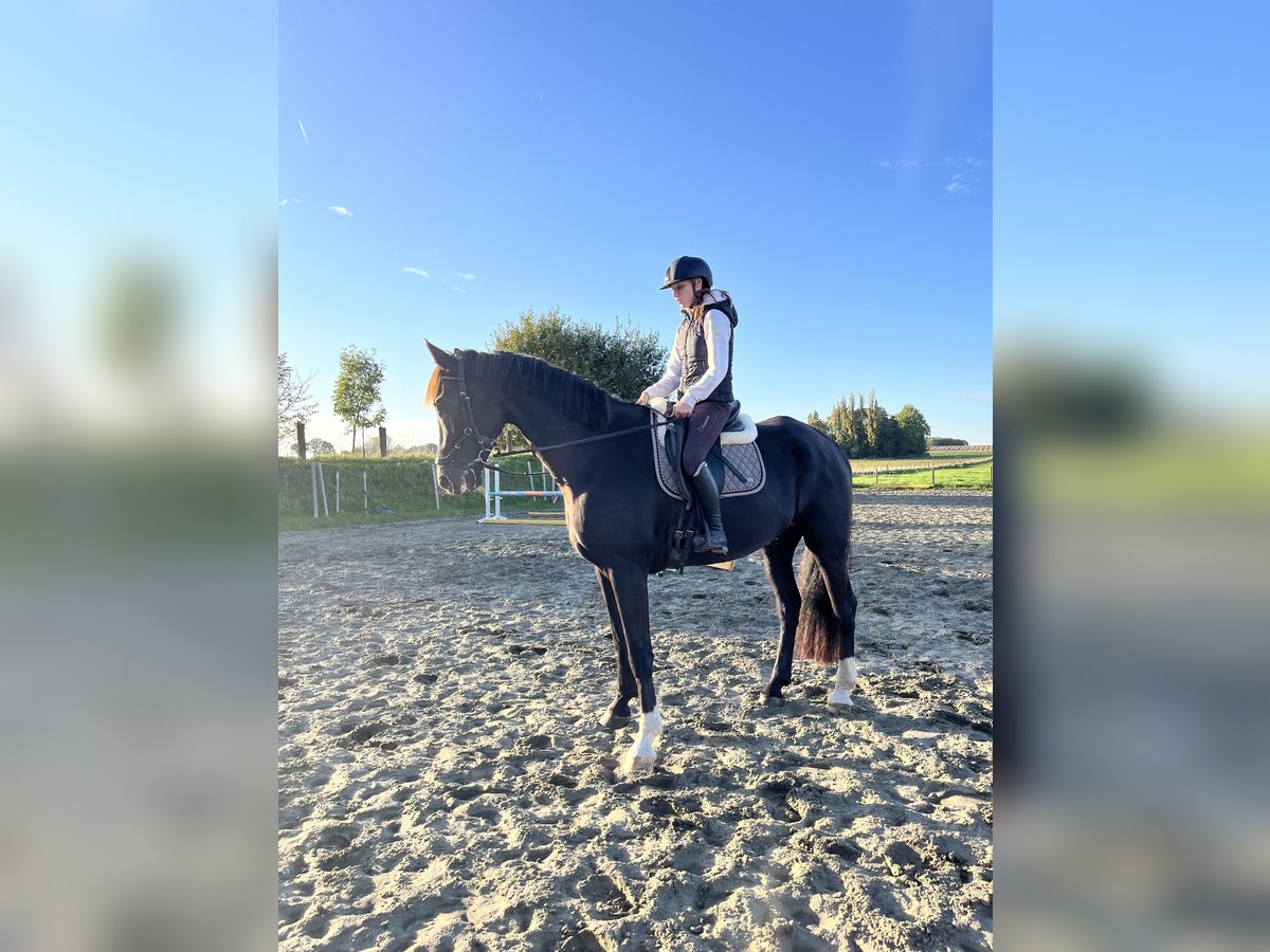 KWPN Castrone 8 Anni 180 cm Baio nero in Lichtervelde