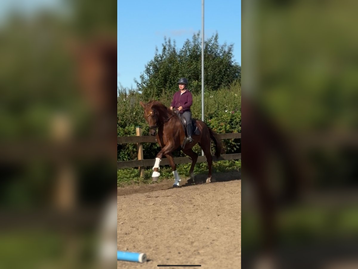 KWPN Castrone 8 Anni 183 cm Sauro in Blekendorf