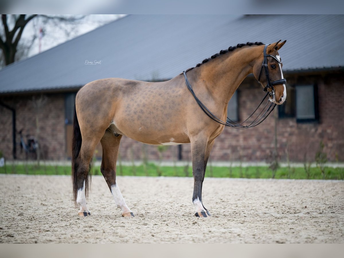 KWPN Castrone 9 Anni 161 cm Baio in Boxmeer