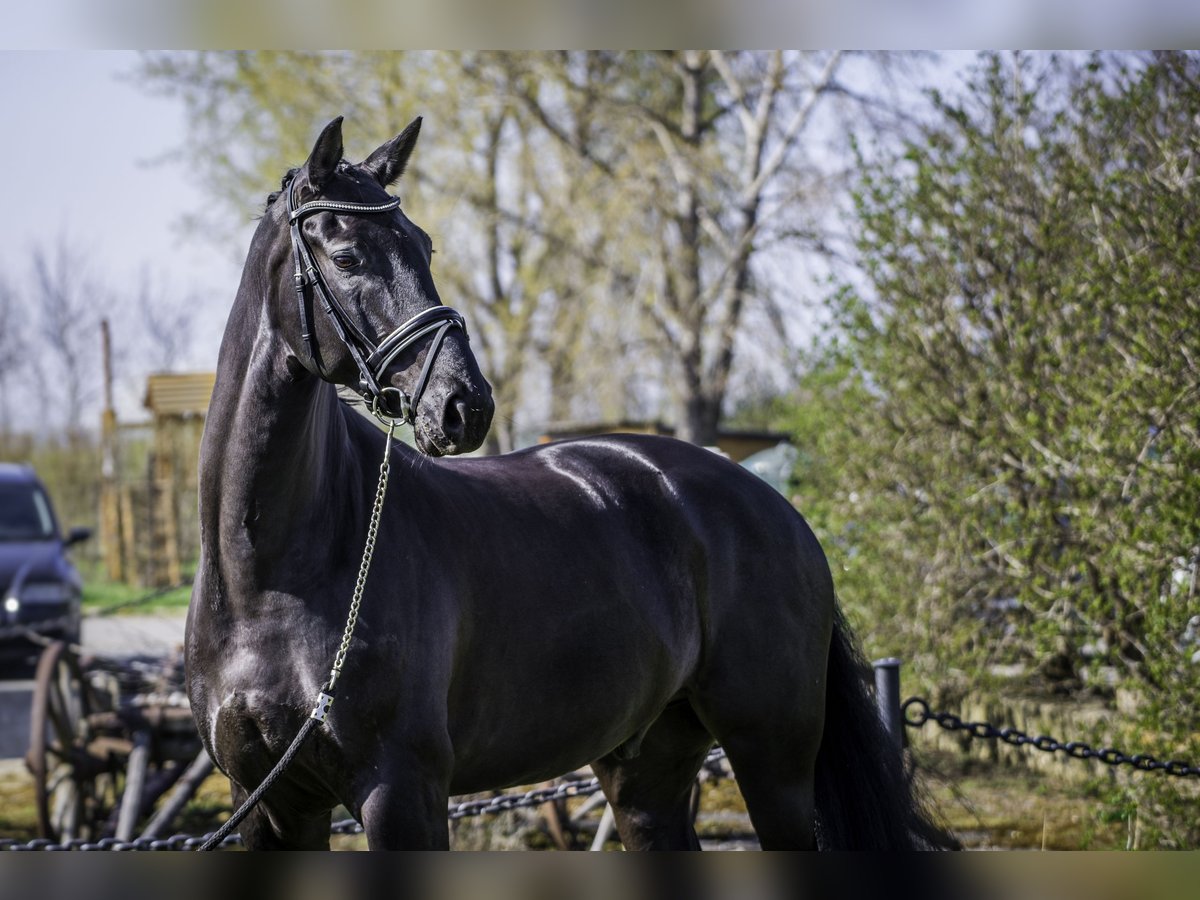 KWPN Castrone 9 Anni 169 cm Baio scuro in Přelíc