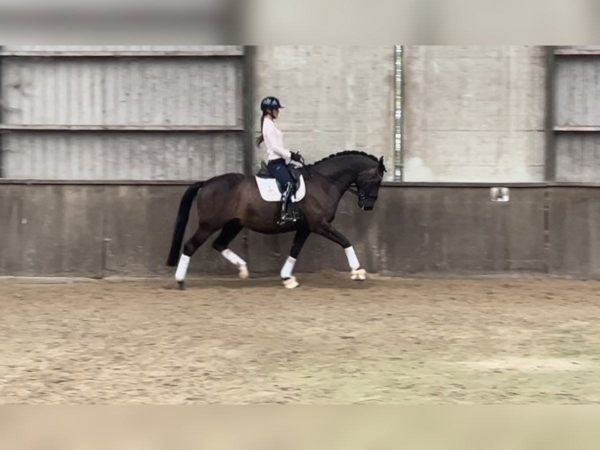 KWPN Castrone 9 Anni 170 cm Baio scuro in Grolloo