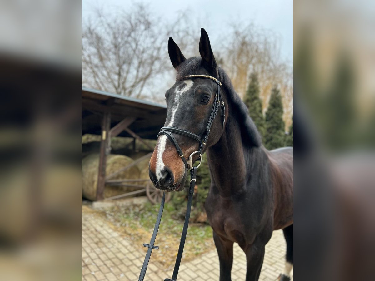 KWPN Castrone 9 Anni 170 cm Baio scuro in Prešov