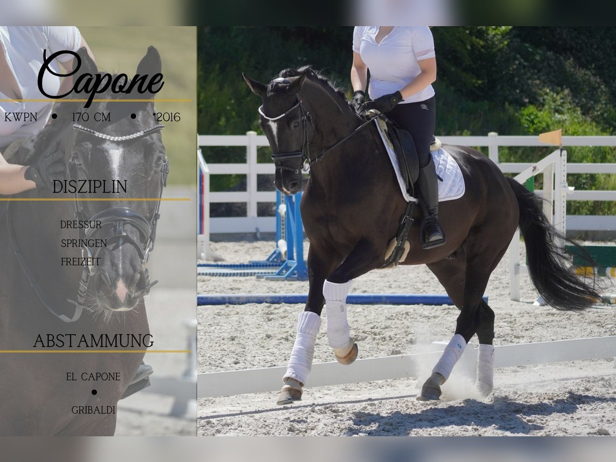 KWPN Castrone 9 Anni 170 cm Morello in Nettersheim