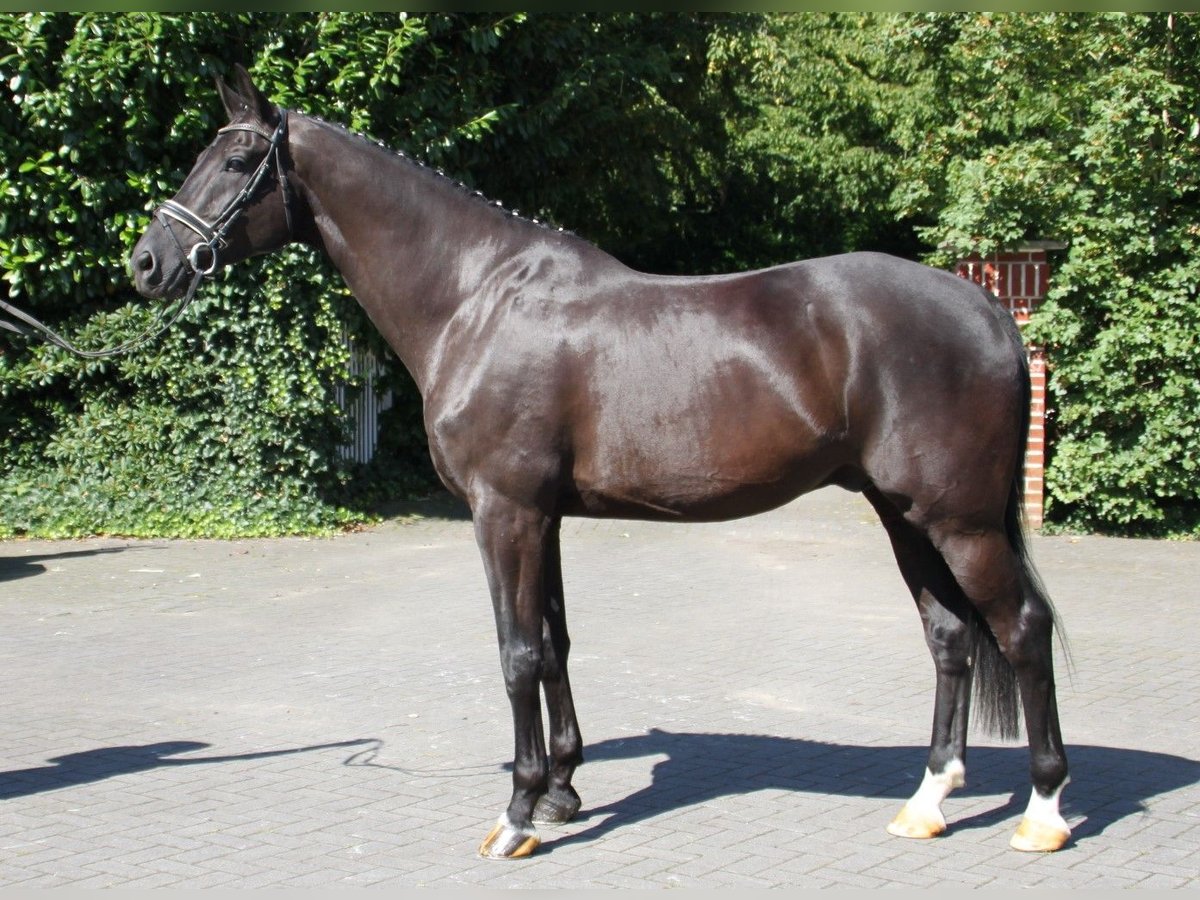 KWPN Castrone 9 Anni 172 cm Morello in Gronau (Westfalen)