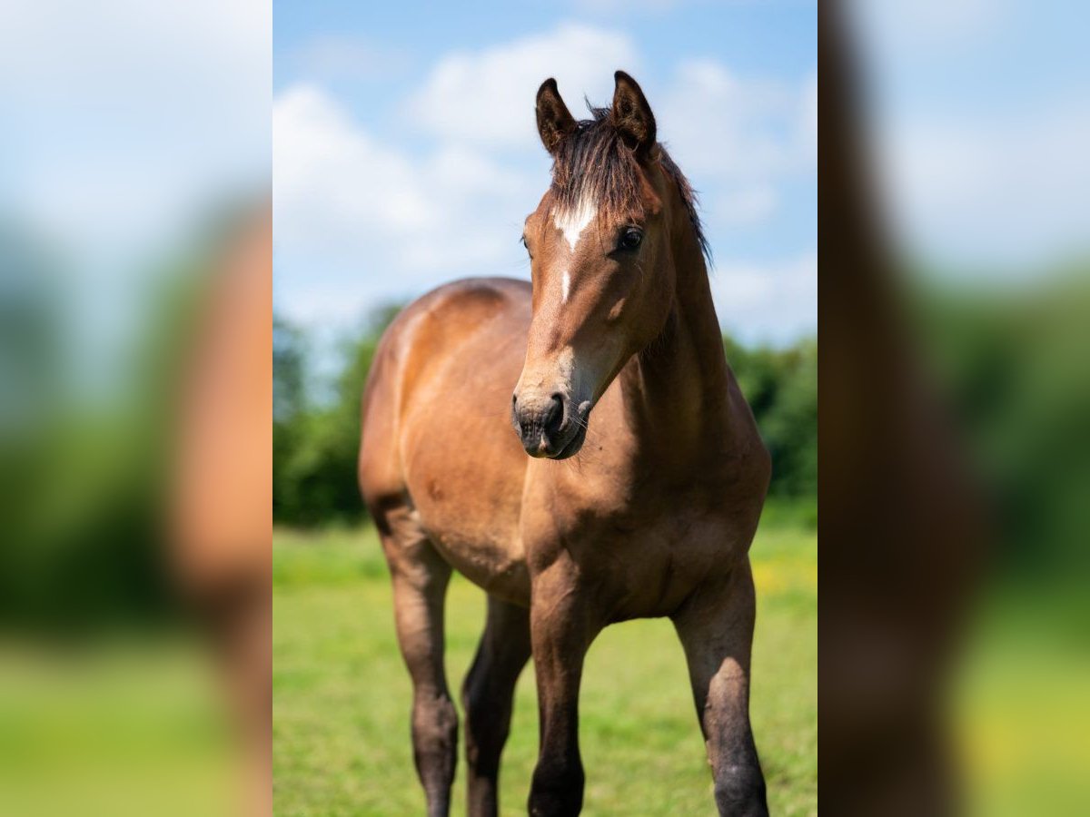 KWPN Étalon 1 Année 168 cm Bai in Rijnsburg