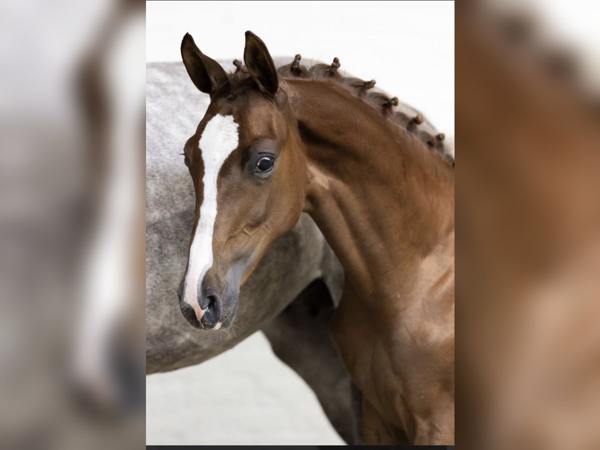 KWPN Étalon 1 Année Alezan in Winterswijk