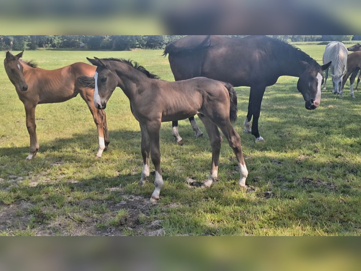 KWPN Étalon 1 Année Bai brun in Dwingeloo