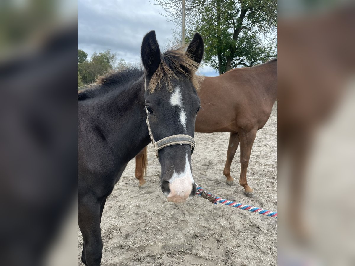 KWPN Étalon 1 Année Bai brun foncé in Kerkrade