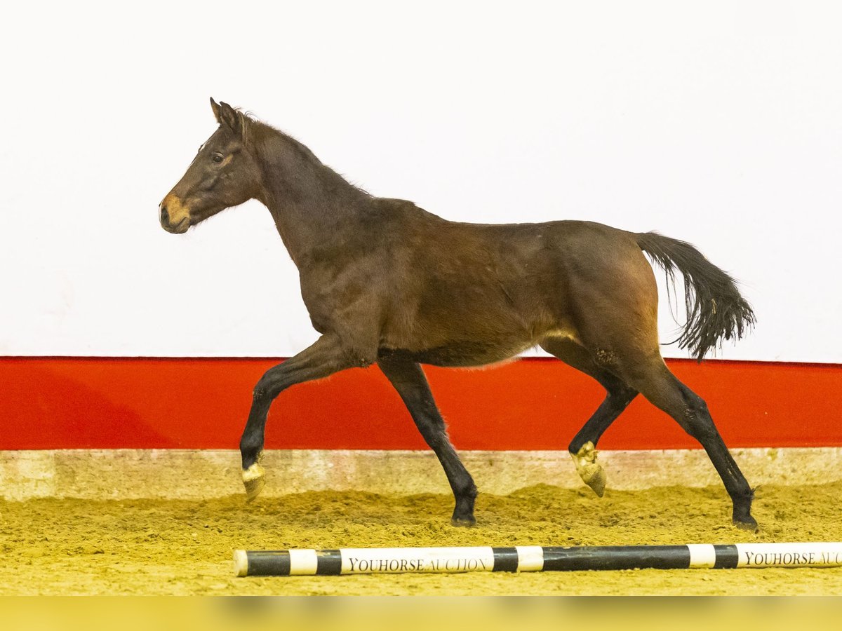 KWPN Étalon 2 Ans 157 cm Bai in Waddinxveen