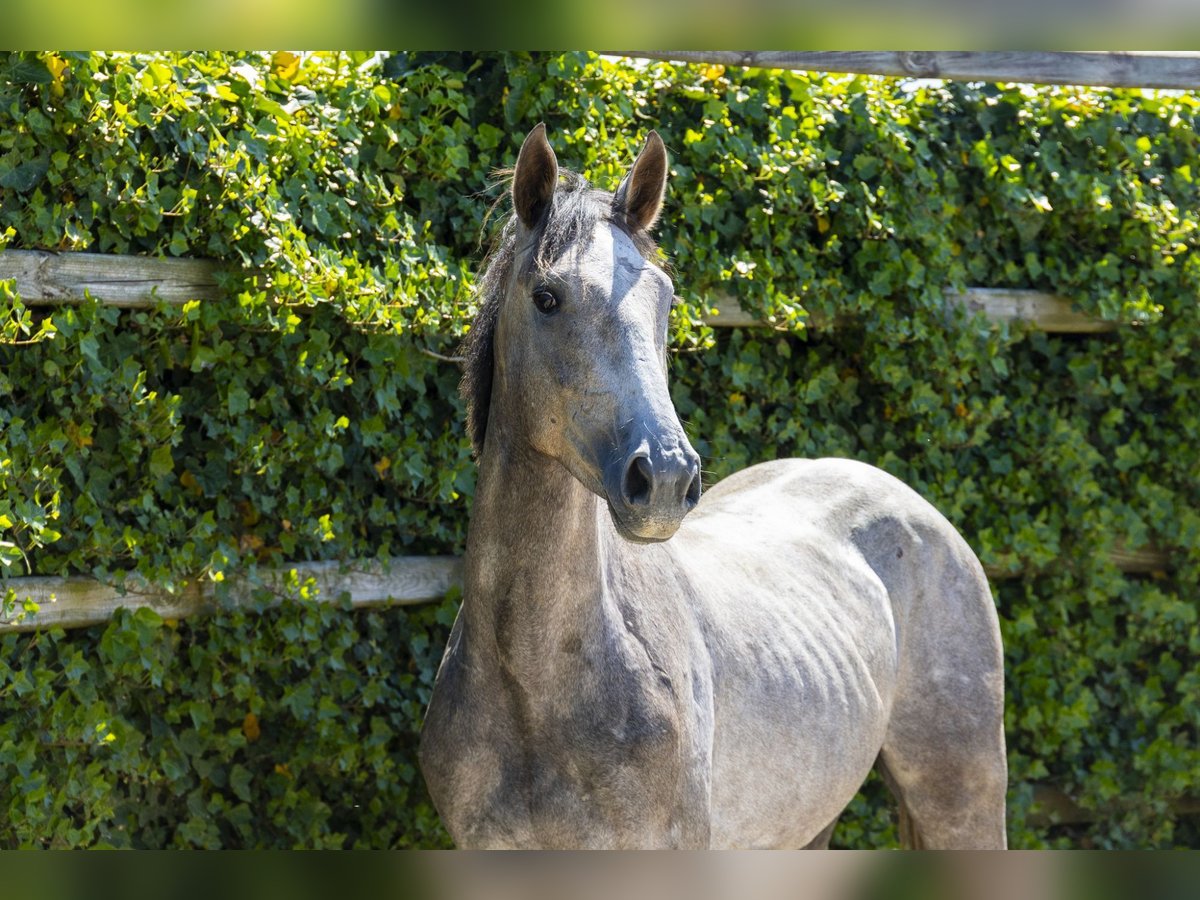 KWPN Étalon 2 Ans 164 cm Gris pommelé in Waddinxveen