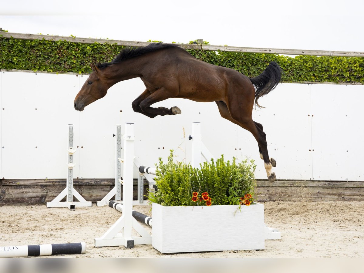 KWPN Étalon 2 Ans 165 cm Bai in Waddinxveen