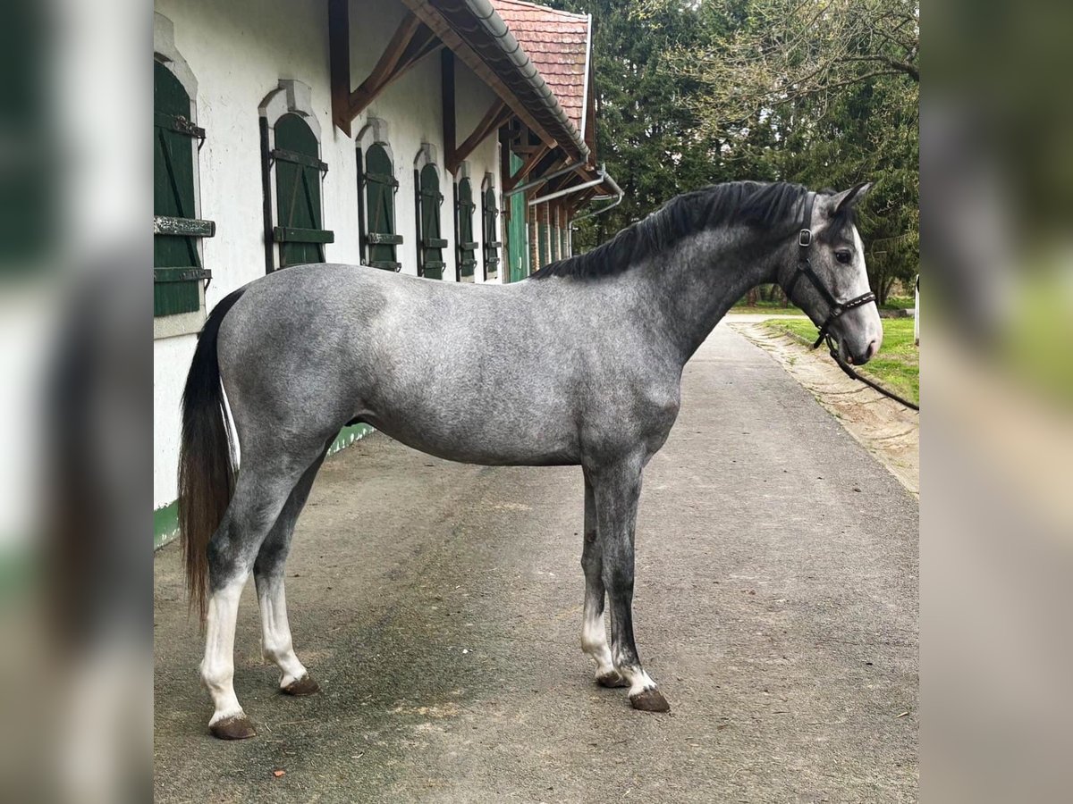 KWPN Étalon 2 Ans 166 cm Gris in Murska Soboda