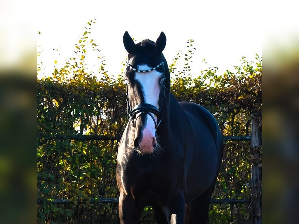 KWPN Étalon 2 Ans 166 cm Noir in Prinsenbeek