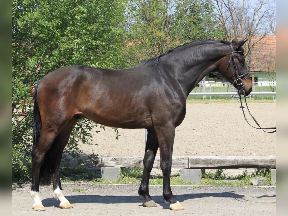 KWPN Étalon 2 Ans 170 cm Bai brun in Murska Soboda