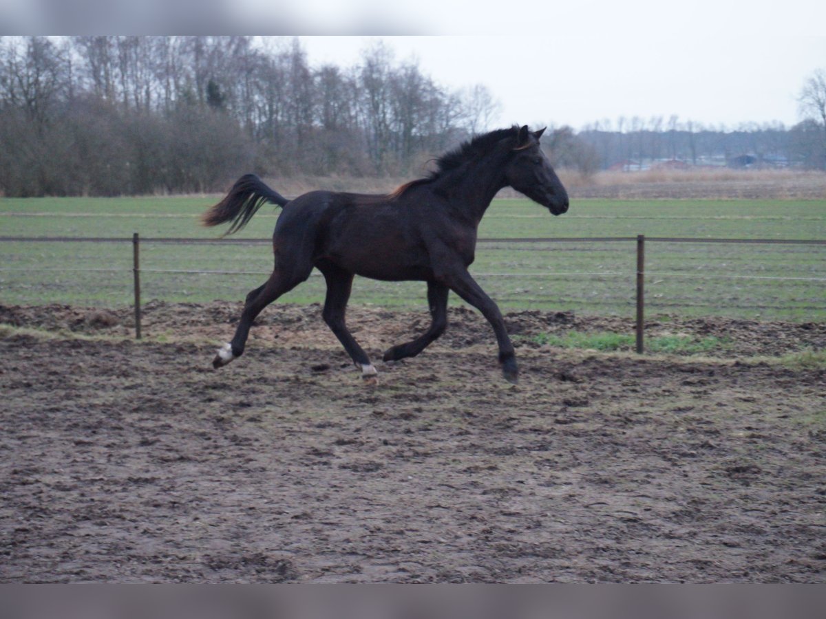 KWPN Étalon 2 Ans Bai brun foncé in Stekene