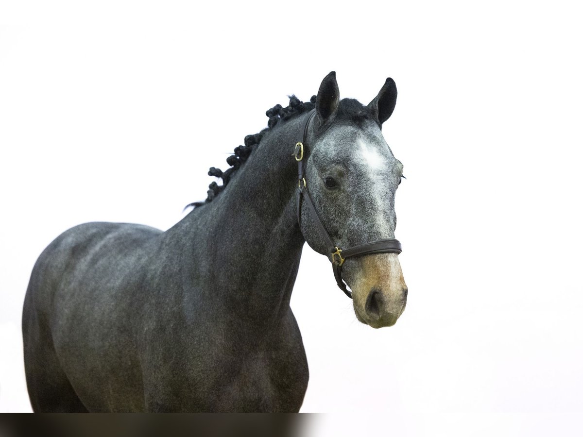 KWPN Étalon 3 Ans 155 cm Gris in Waddinxveen