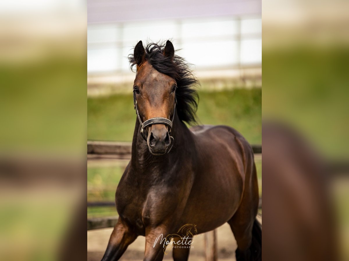 KWPN Étalon 3 Ans 162 cm Bai in Nieuw-Vennep