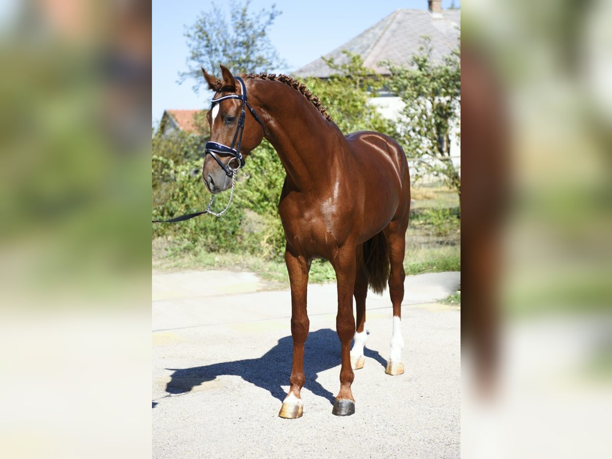 KWPN Étalon 3 Ans 169 cm Alezan brûlé in Gyomaendr&#xF6;d