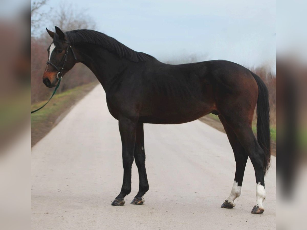 KWPN Étalon 3 Ans 170 cm Bai brun in Halbenrain