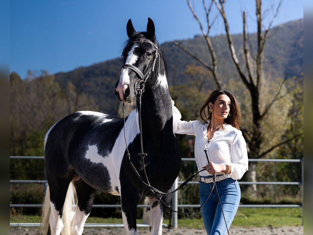 KWPN Étalon 3 Ans 170 cm in Boccaleone KWPN Étalon 3 Ans 170 cm in Boccaleone
