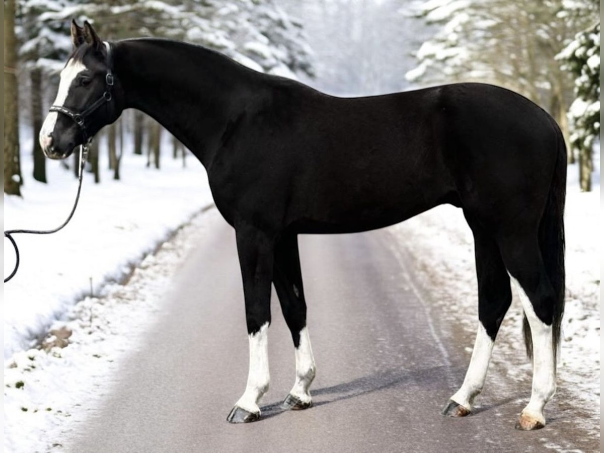 KWPN Étalon 3 Ans 170 cm Noir in Murska Soboda
