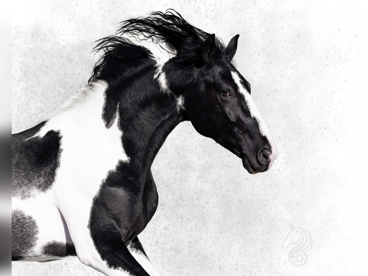 KWPN Étalon 3 Ans 170 cm Pinto in Bergamo