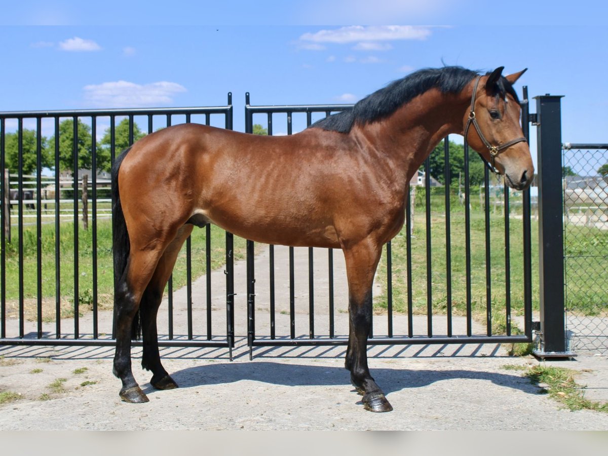 KWPN Étalon 3 Ans 171 cm Bai cerise in Bladel