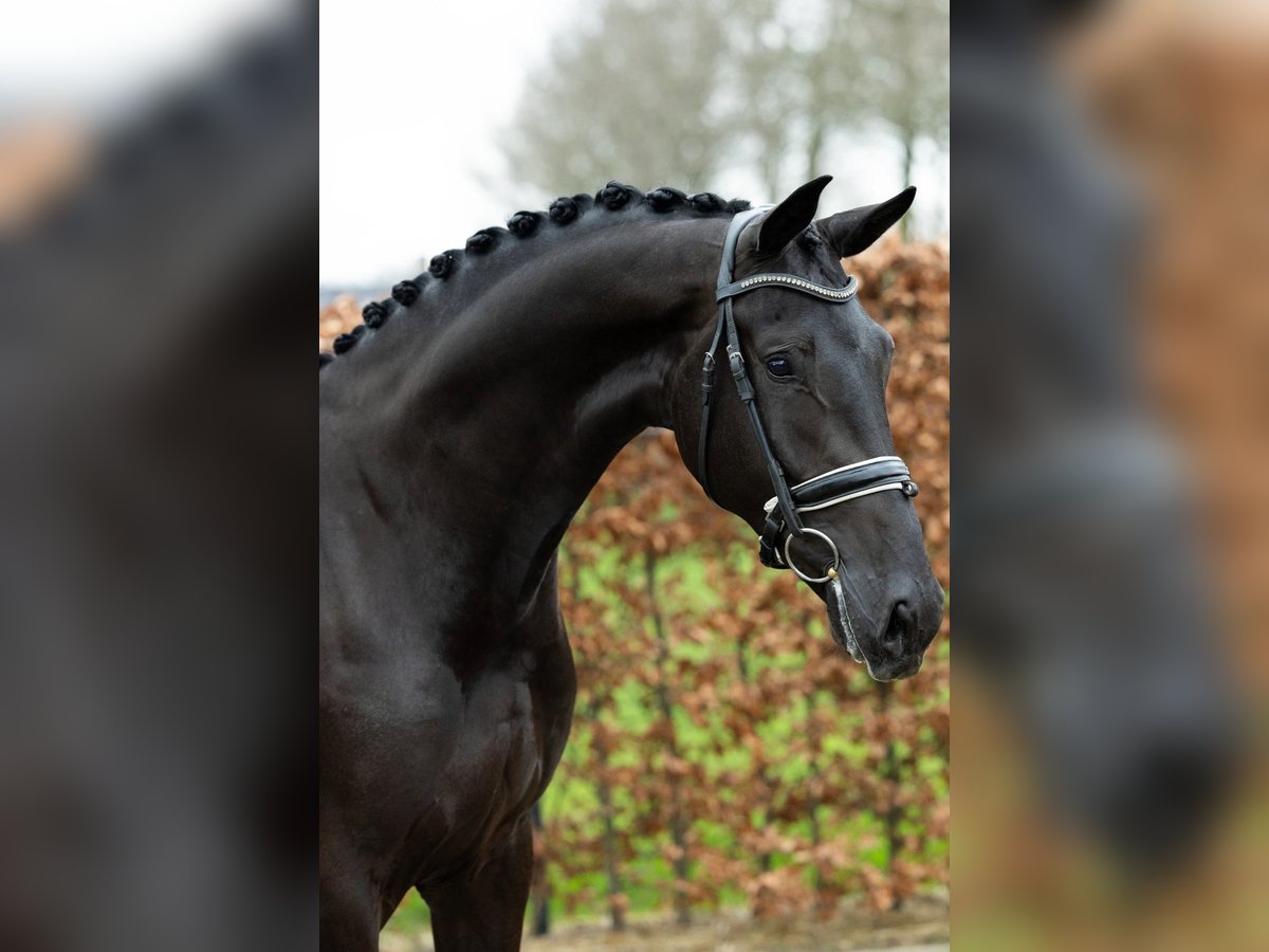 KWPN Étalon 3 Ans 172 cm Noir in Ratingen