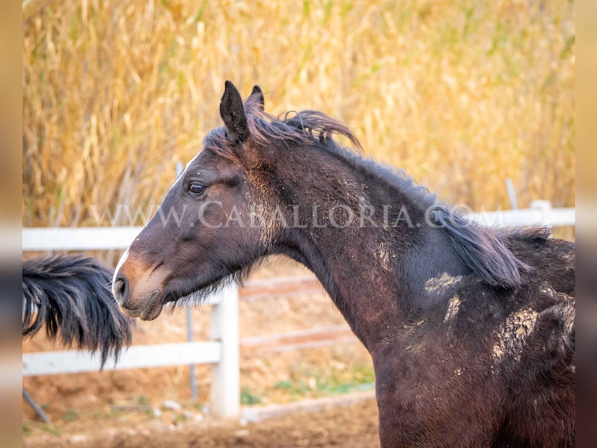 KWPN Étalon 4 Ans 160 cm Noir in Valencia