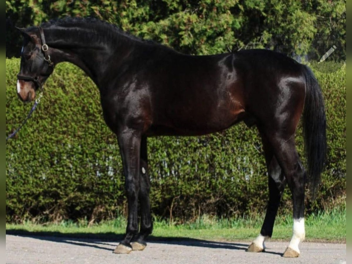 KWPN Étalon 4 Ans 167 cm Bai brun in Murska Soboda