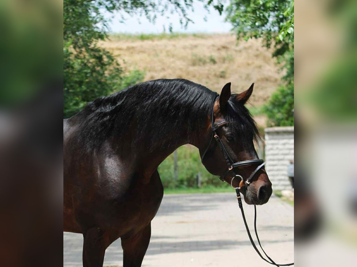 KWPN Étalon 4 Ans 172 cm Bai brun in B&#xE9;k&#xE9;scsaba