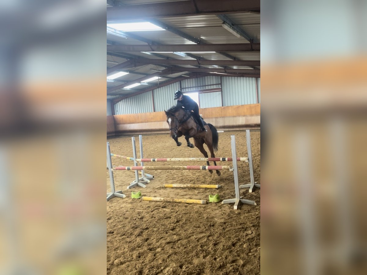 KWPN Étalon 5 Ans 173 cm Bai in Trieux